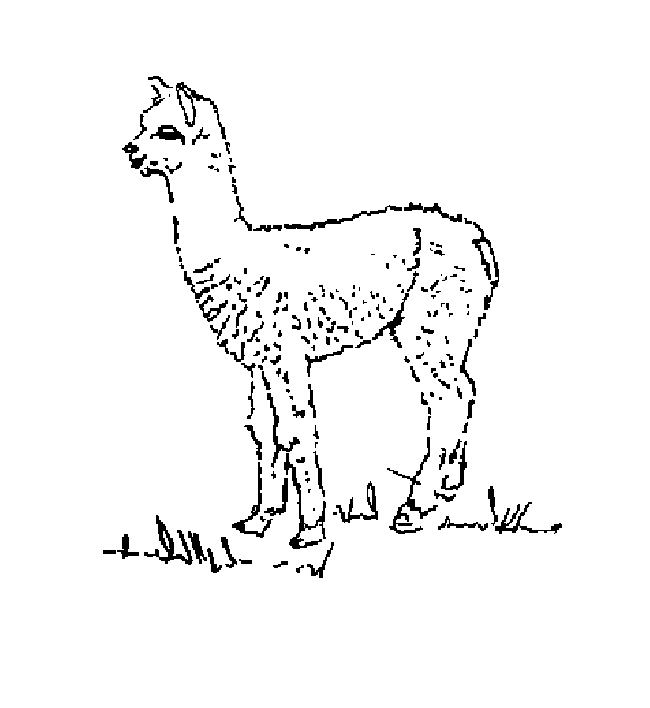 alpaca coloring pages printable | Coloring pages, Alpaca, Color