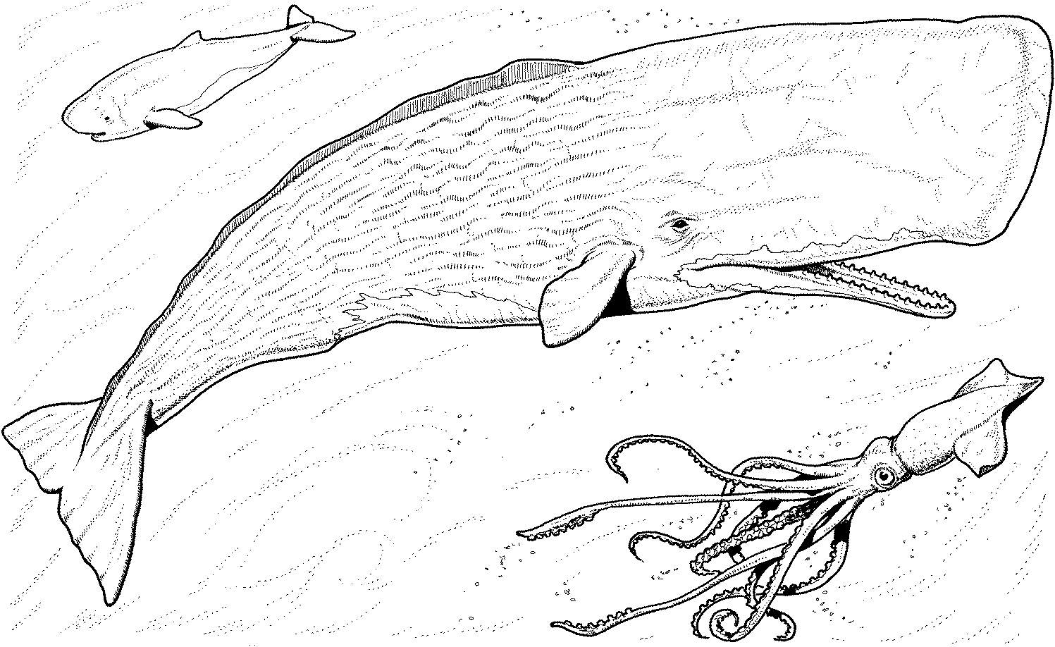 Whale Coloring Pages