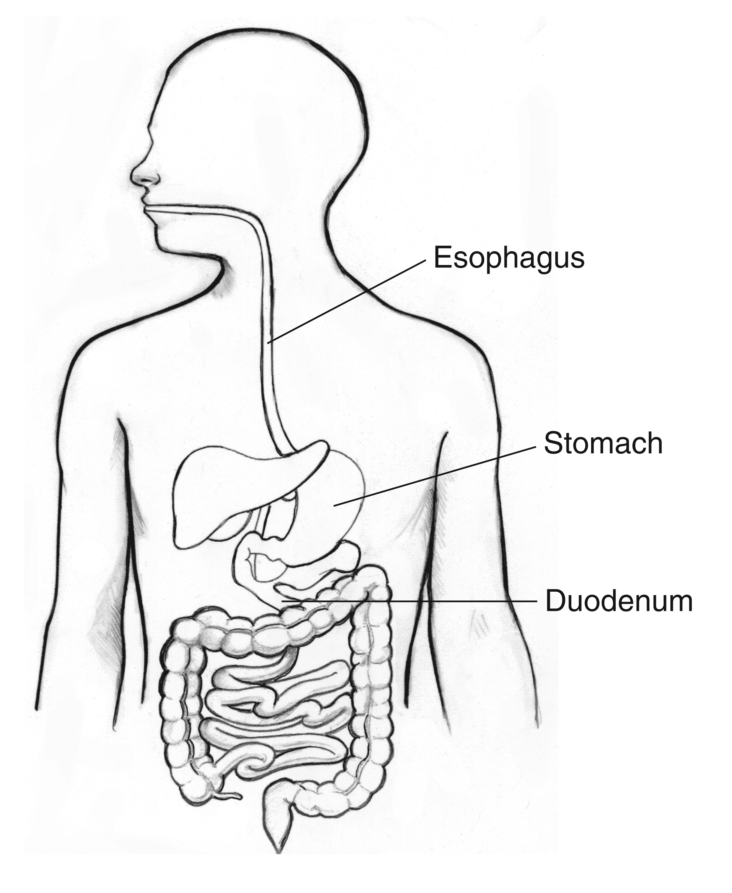 Digestive tract with the esophagus, stomach, and duodenum labeled | Media  Asset | NIDDK
