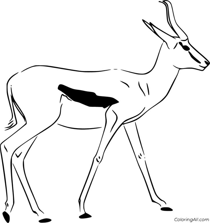 5 free printable Springbok coloring pages in vector format, easy to print  from any device and automatically fit any paper size. in 2023 | Coloring  pages, Springbok, Color