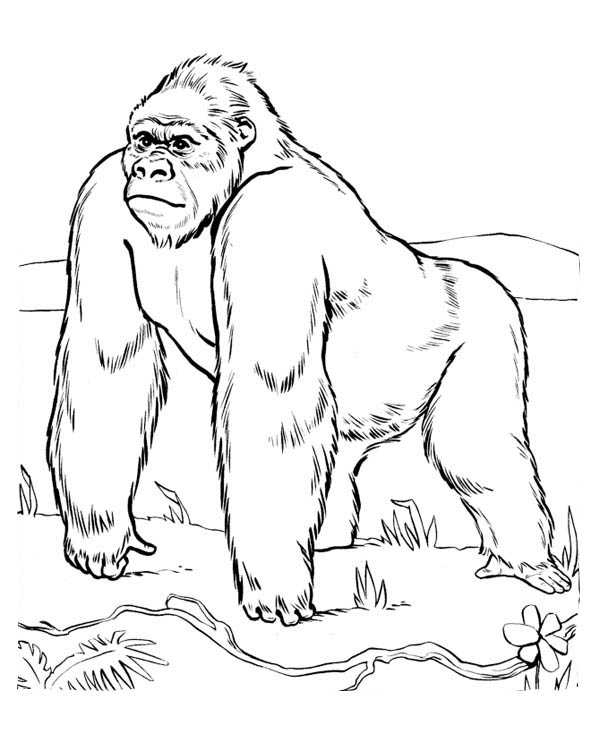 Gorilla #3 (Animals) – Printable coloring pages
