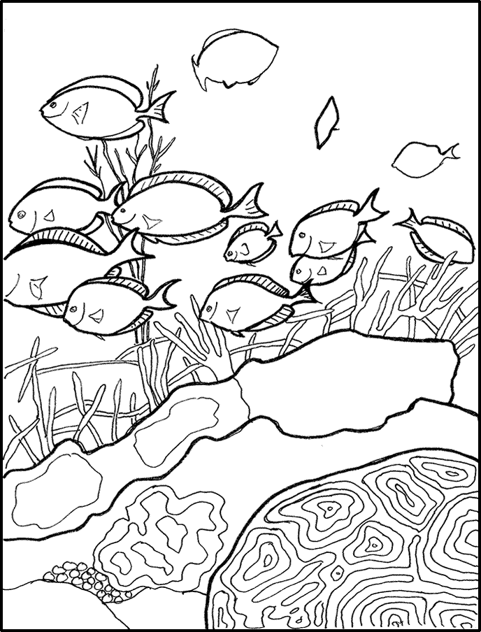 Year The Ocean Pacific Coral Reef Book Coloring Pages