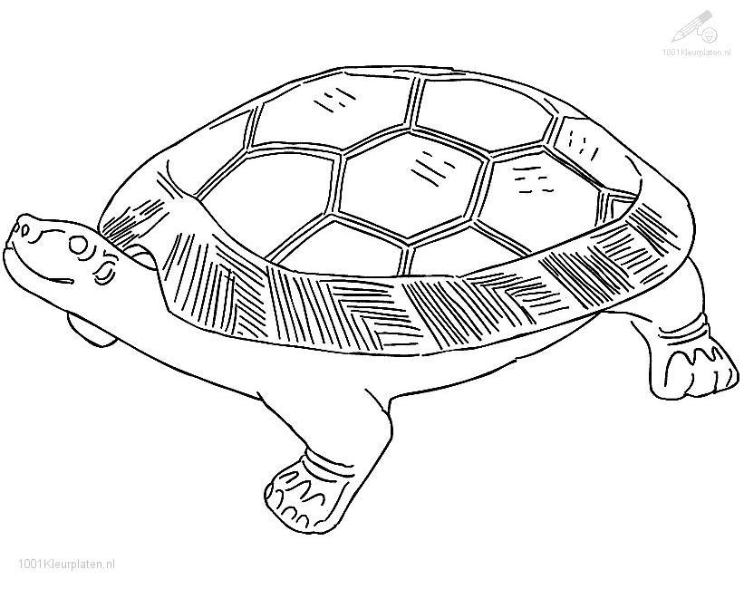 Animal Coloring Turtle 1 : turtle coloring pages Animal Coloring 