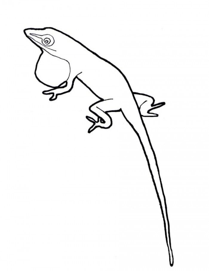Anole Lizard Coloring Pages