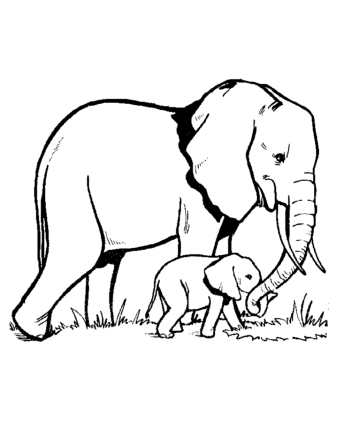 Wallpaper HD: baby elephant coloring pages Baby Elephant Coloring 