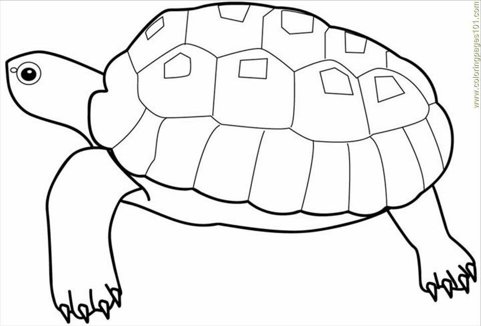 Coloring Pages Seaturtle (Reptile > Turtle) - free printable 