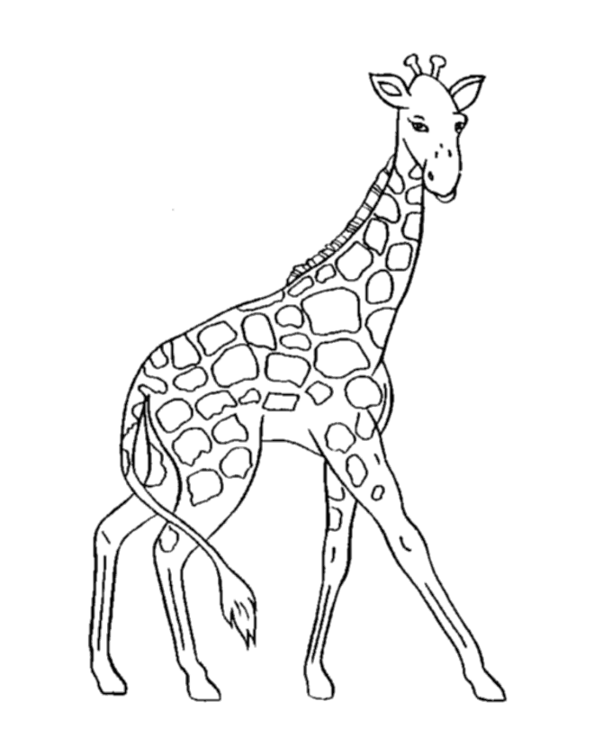 Wild Animal Coloring Pages To Print : Wild Animal Coloring Pages 