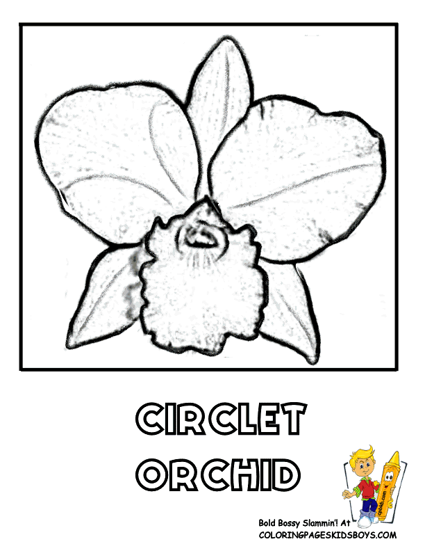 Free Flower Coloring Pages | Orchid Flower | Iris Picture |Flower 