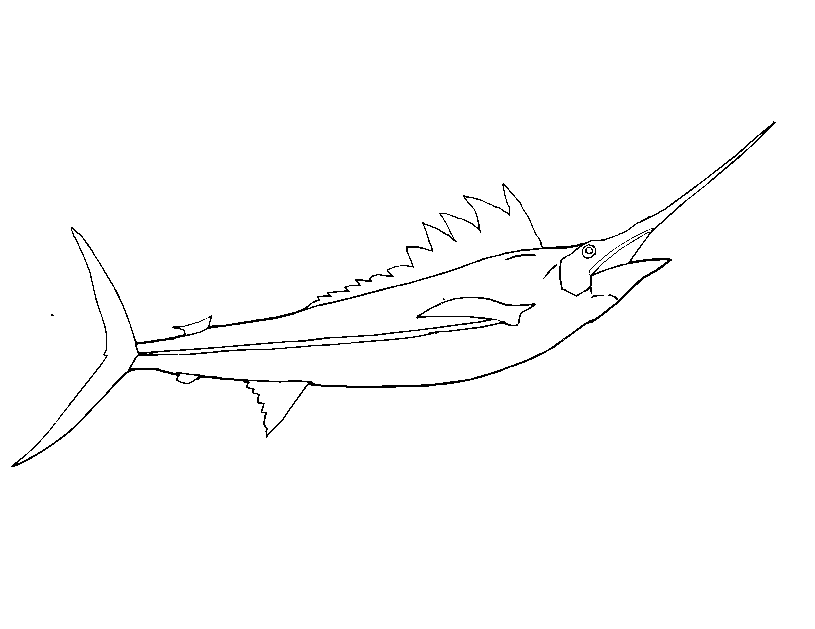 Spearfish Coloring Page | A Realistic Drawing of a Spearfish