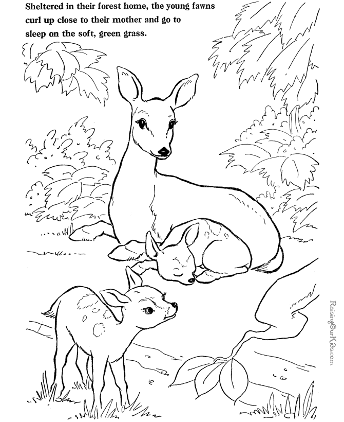 Classroomjr Animal Coloring Pages Deer Baby Deer Coloring Page Car 