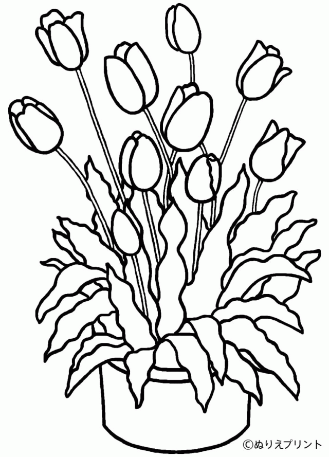 Colouring Pages Of Tulips Coloringfokids 171320 Tulip Coloring Page