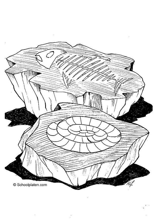 Coloring page fossil - img 2865.