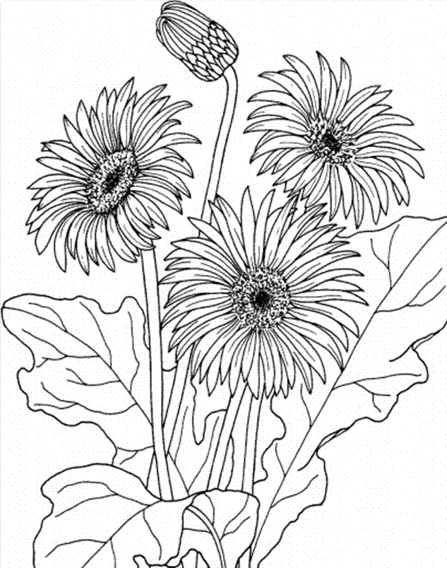 Printable April Spring Flower Coloring Pages Images - Spring 