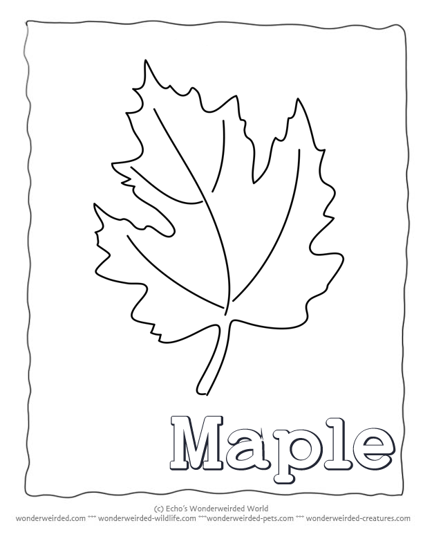 Maple Leaf Coloring Page, Our Leaf Coloring Page Collecting with 