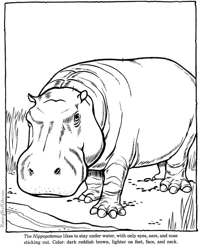 Hippopotamus hippo coloring picture sheets