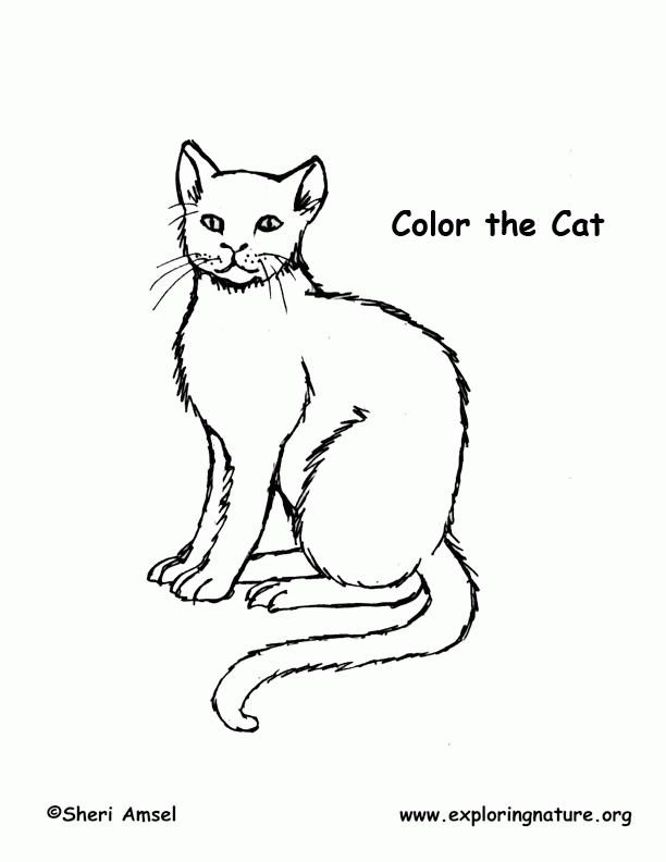 Cat Coloring Page -- Exploring Nature Educational Resource