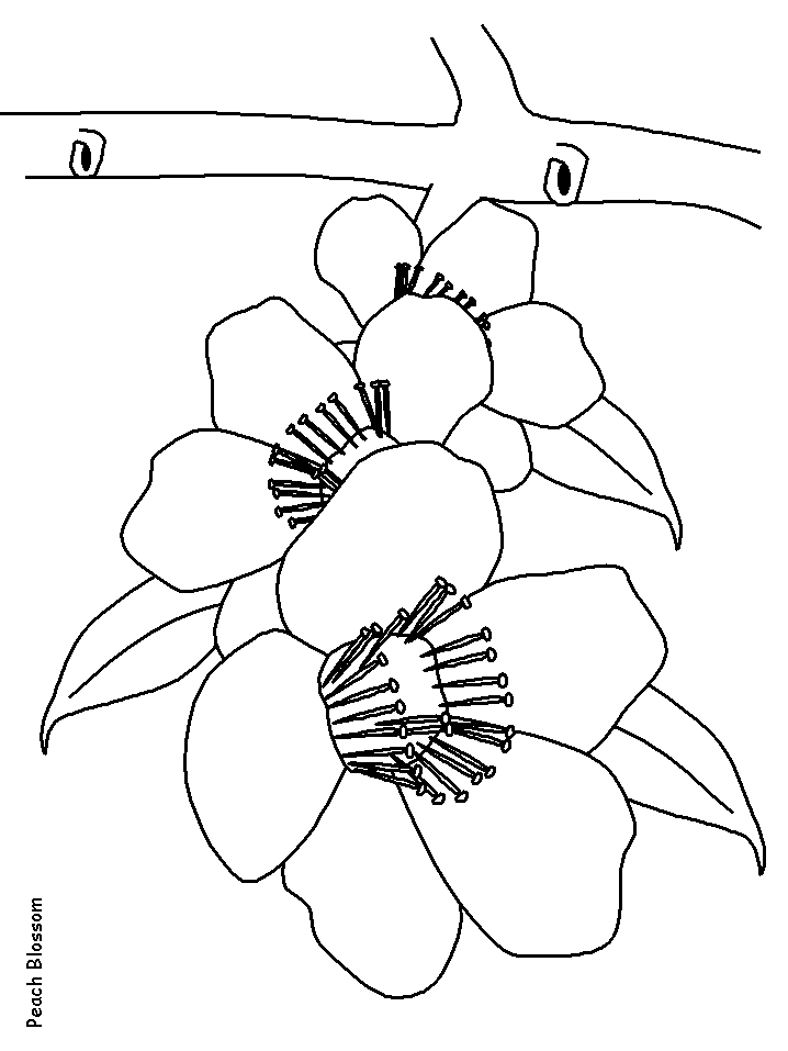 peach blossom Colouring Pages