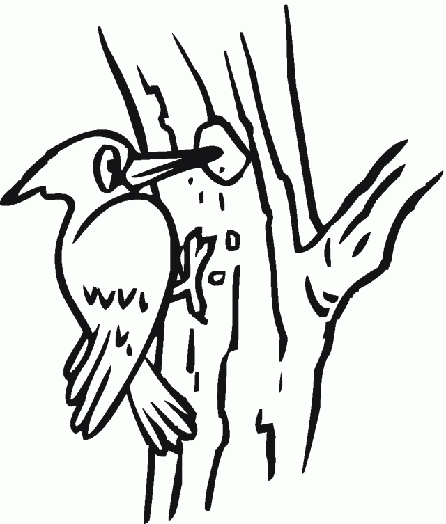 Woodpecker 16 Coloring Online Super Coloring 259649 Woodpecker 