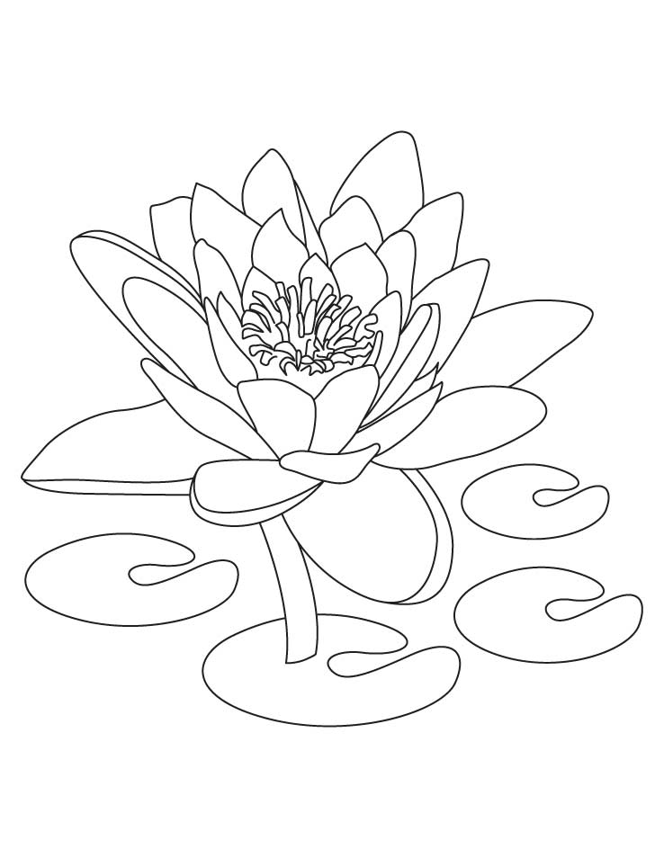Lotus means symbol of purity coloring pages | Download Free Lotus 