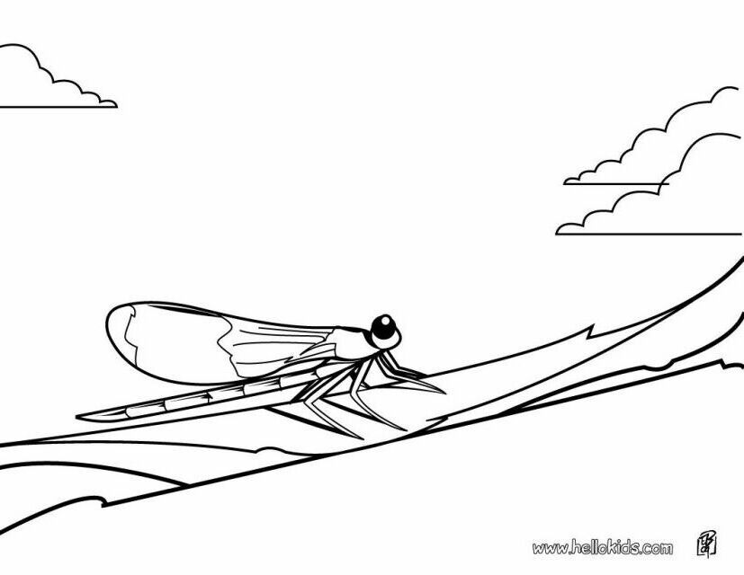 Inspirational Dragonfly Coloring Page Source Qw | Laptopezine.