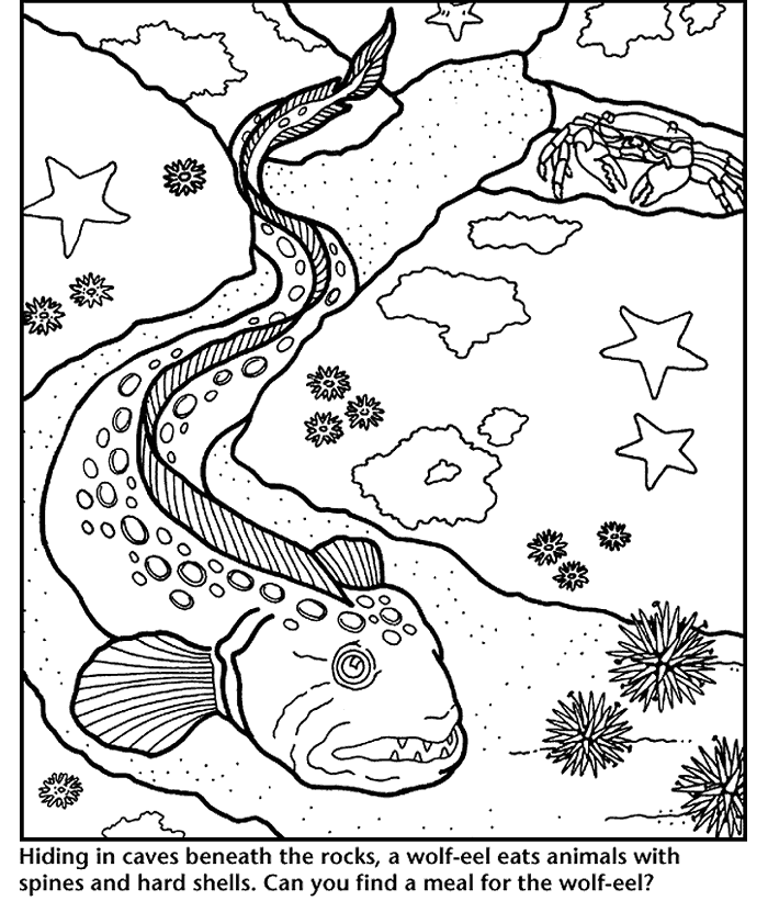 wolf eel Colouring Pages