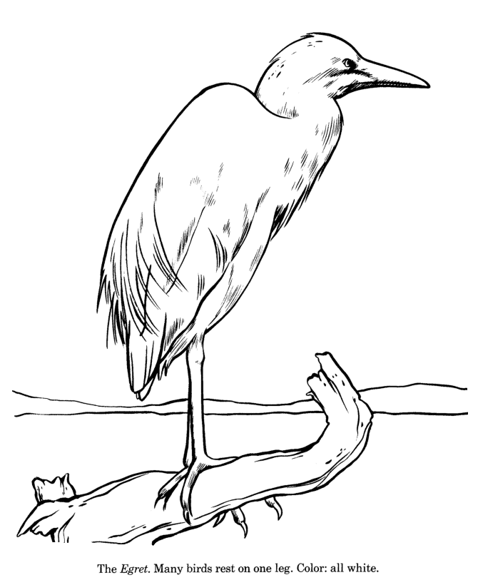 Animal Drawings Coloring Pages | Egret bird identification drawing 