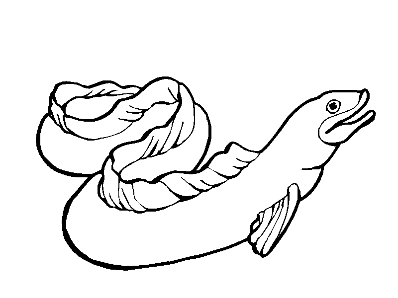 Electric eel Colouring Pages