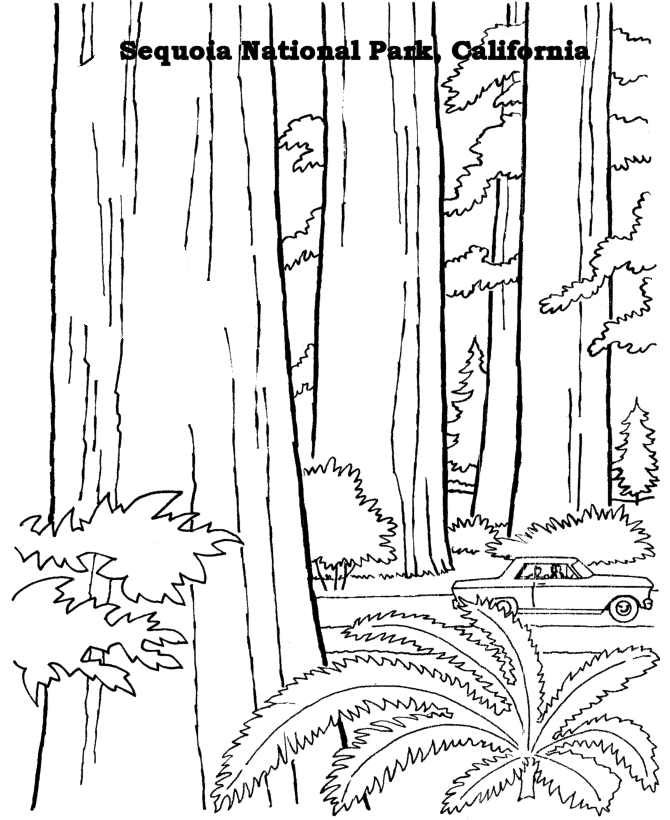 sequoia national california park state trees coloring sheet