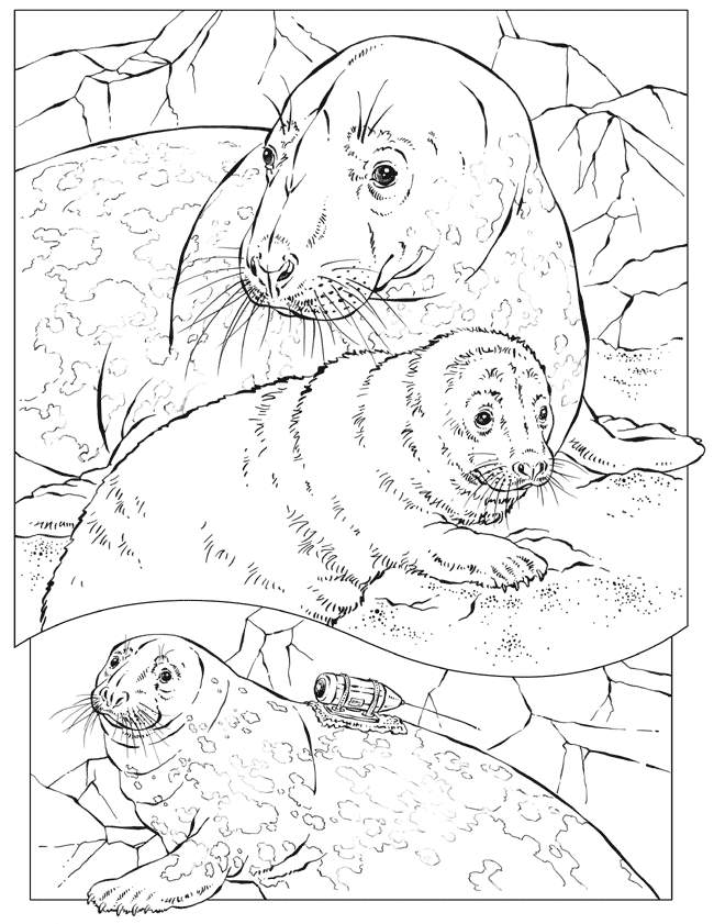Ocean Animal Coloring Pages And Sheets