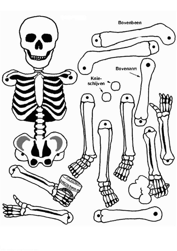 skeleton anatomy Colouring Pages (page 2)