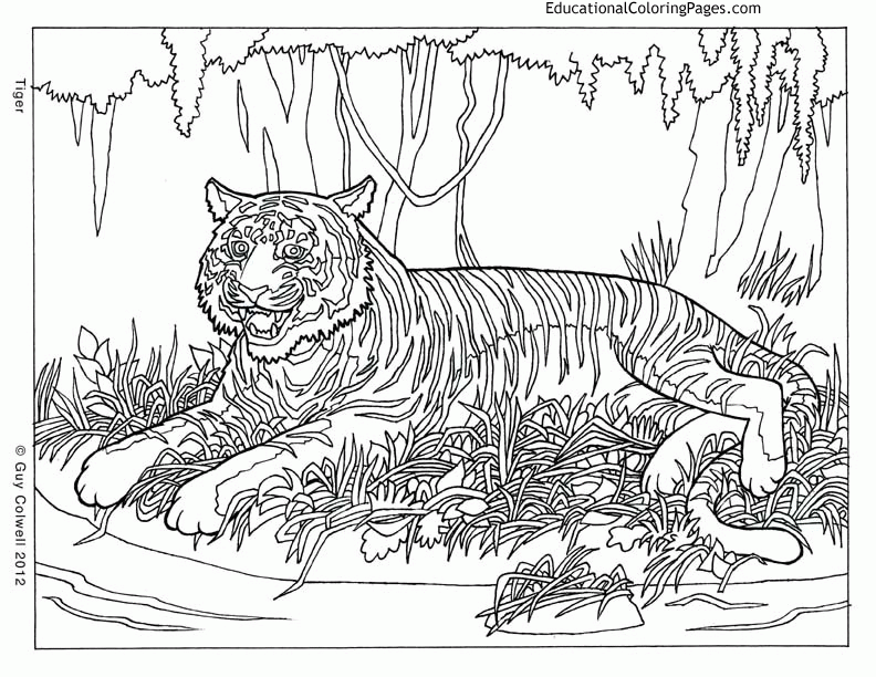 6561 ide coloring-pages-for-adults-difficult-animals-20 Best 