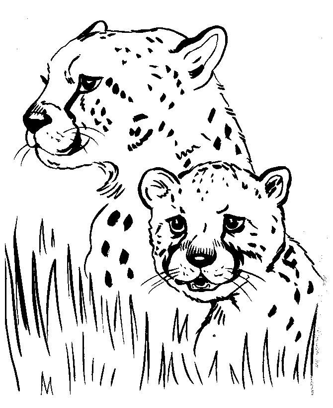 Realistic Animal Coloring Pages | Cartoon Coloring Pages