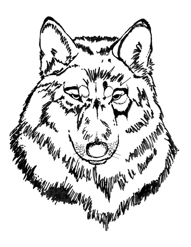wolf and eagle Colouring Pages