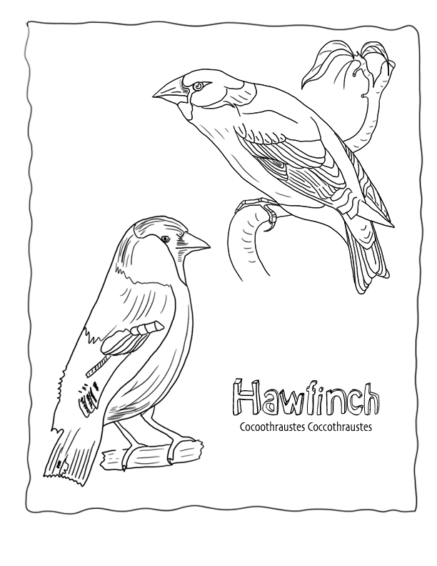 Free Animal Coloring Pages,Echo's Animal Coloring Sheets & Animal 