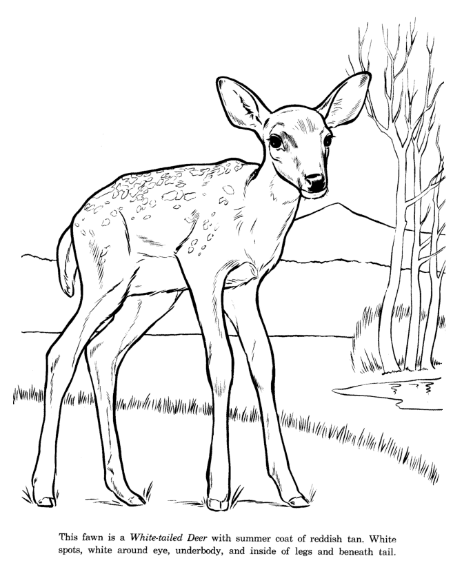 Wildlife drawings Colouring Pages (page 2)