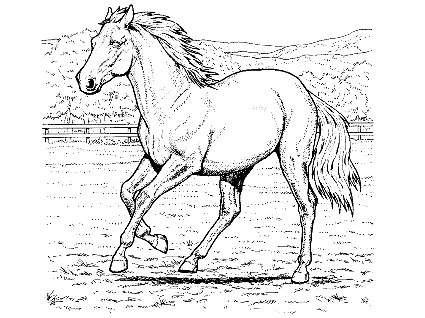 Free Coloring Pages Horses Printable