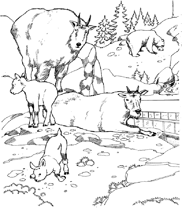 Zoo Animal Coloring Pages | animals coloring pages | #17 | Color 
