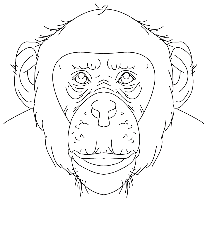 Chimpanzee coloring page - Animals Town - animals color sheet 