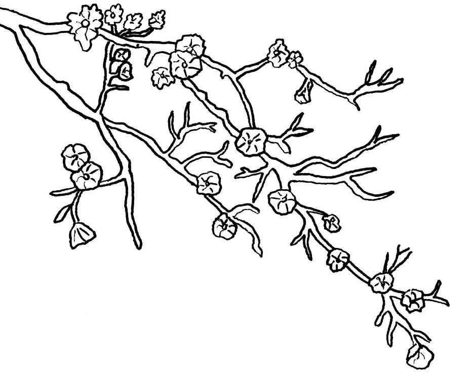 Cherry Blossom Coloring Pages | download free printable coloring pages