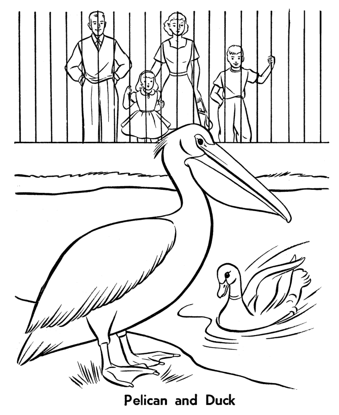 Zoo Birds Coloring Pages | Zoo Pelican and Duck Birds Coloring 