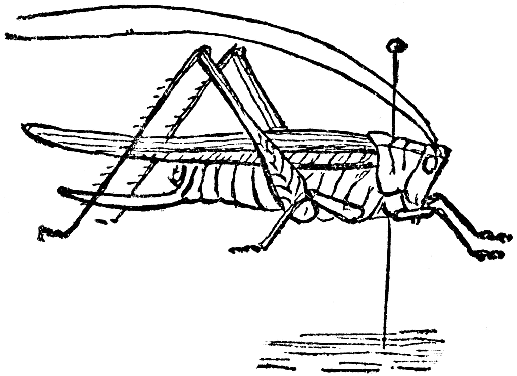 Grasshopper | ClipArt ETC