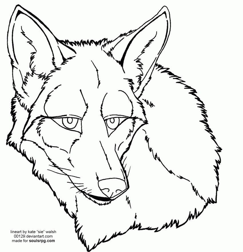 Coyote Face Drawing Images & Pictures - Becuo