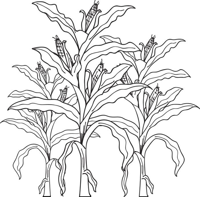 corn field Colouring Pages (page 2)