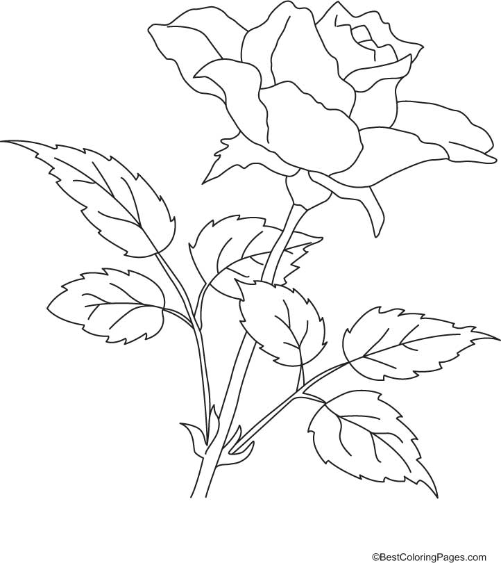 Rose with petals coloring page | Download Free Rose with petals 