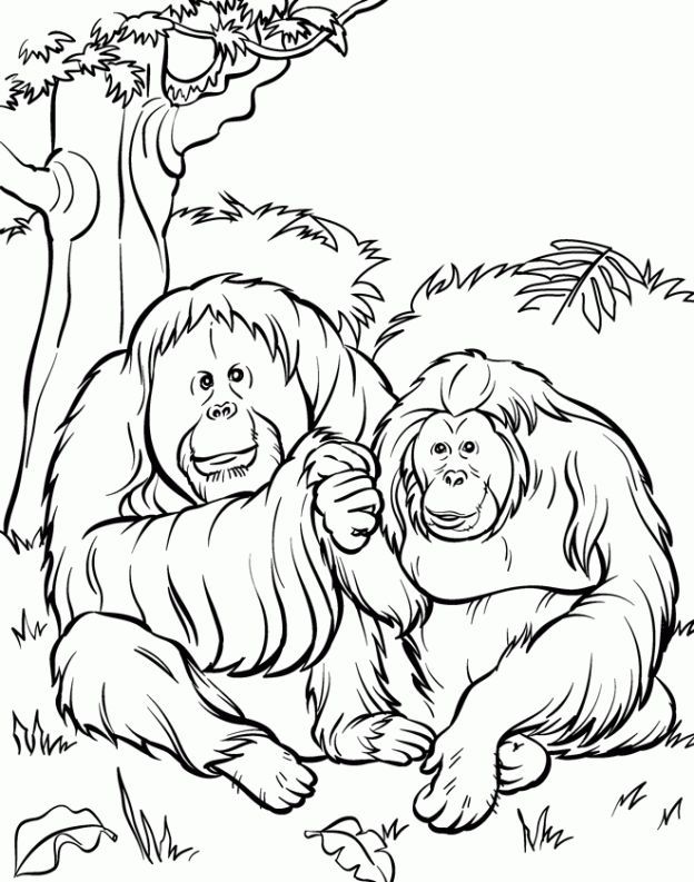 indonesian animals coloring pages - Clip Art Library