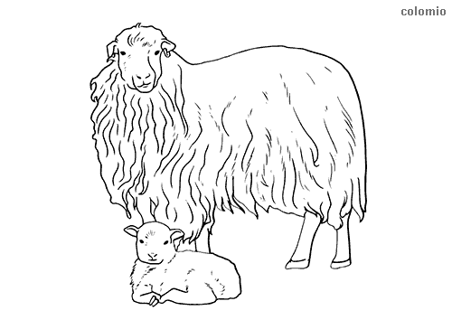 Sheeps coloring pages » Free & Printable » Sheep coloring sheets