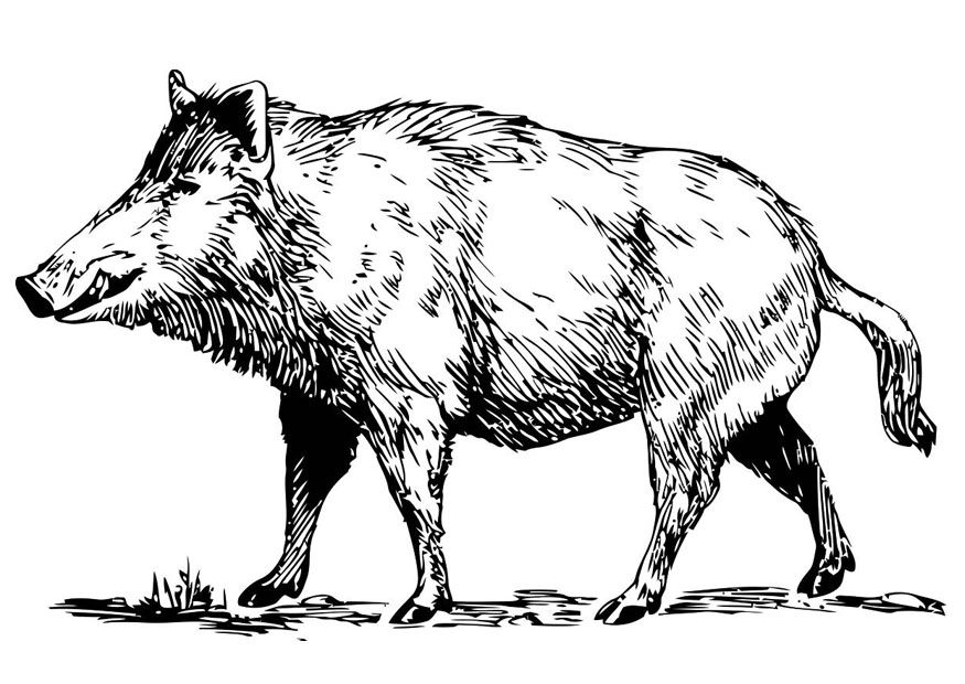 Coloring page wild boar - img 19456. | Animaux, Sanglier, Animaux totems