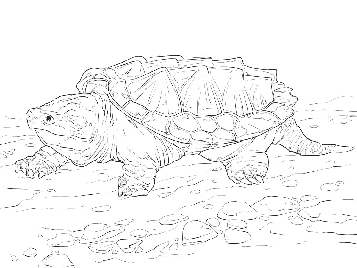 Alligator Snapping Turtle Coloring Page - Free Printable Coloring Pages for  Kids