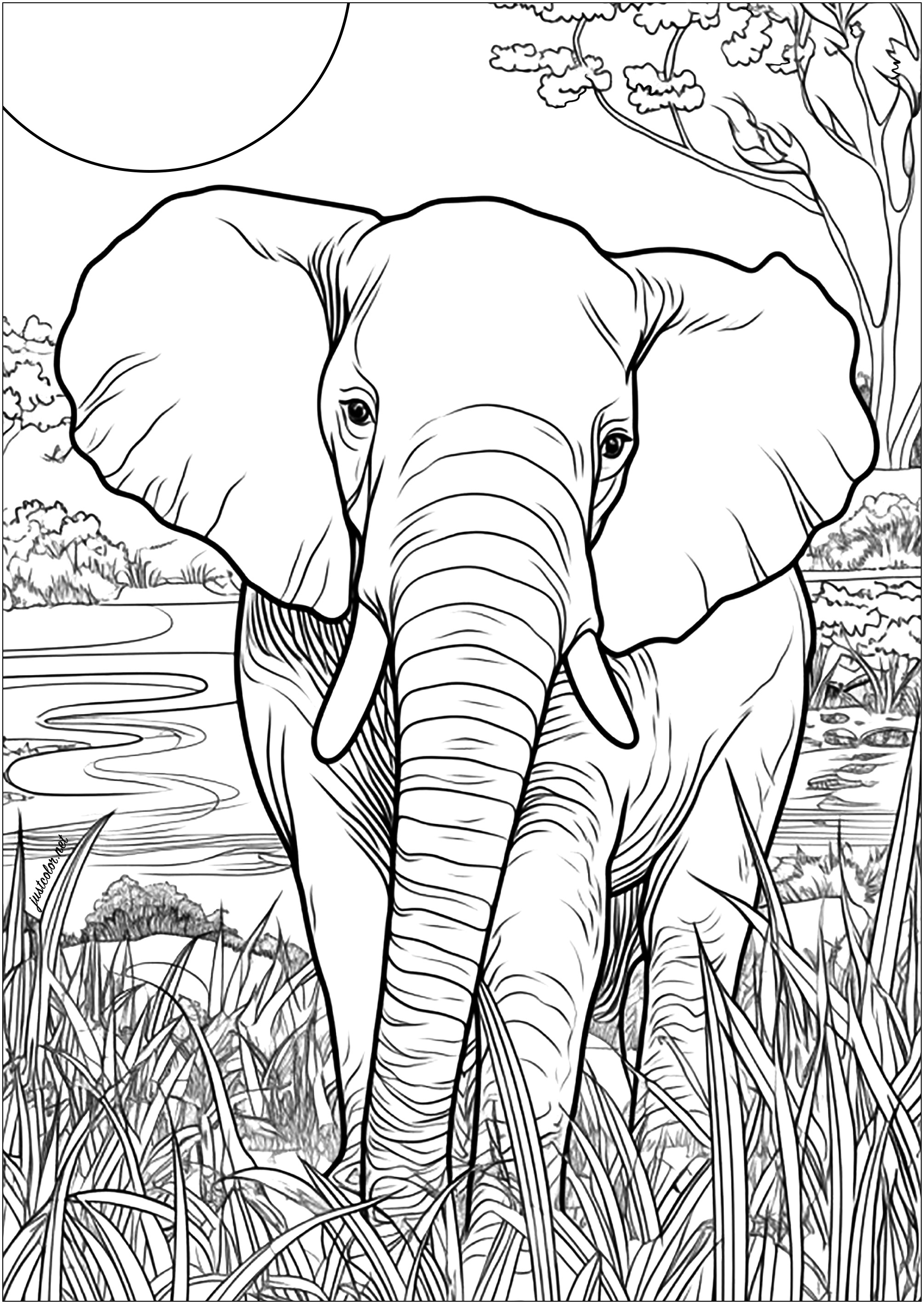 Adult elephant in the Savanna - Elephants Adult Coloring Pages