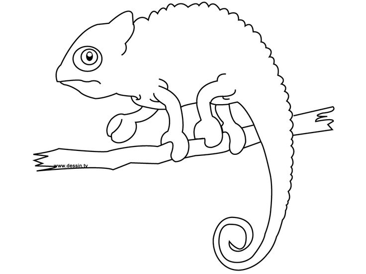 1000+ images about Chameleons for Creative Coloring! on Pinterest ...